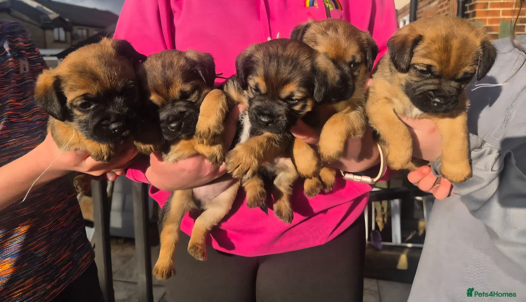 Border Terrier dogs for sale: Border Terrier Puppies Boys KC Registered Champs  - Advert 1