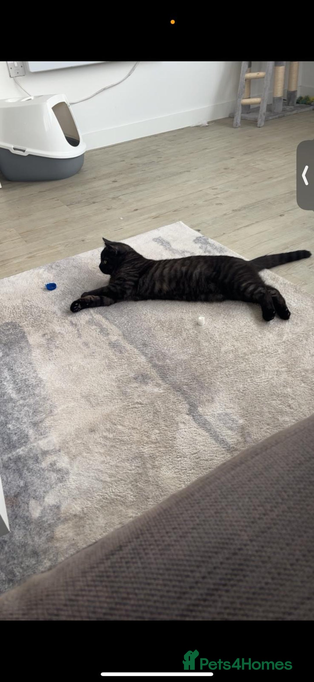 British Shorthair cats for sale: Beautiful Mixed BSH AND TABBY  - Image 6