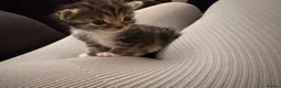 Mixed Breed cats for sale: Kittens looking for their forever homes  - Advert 2
