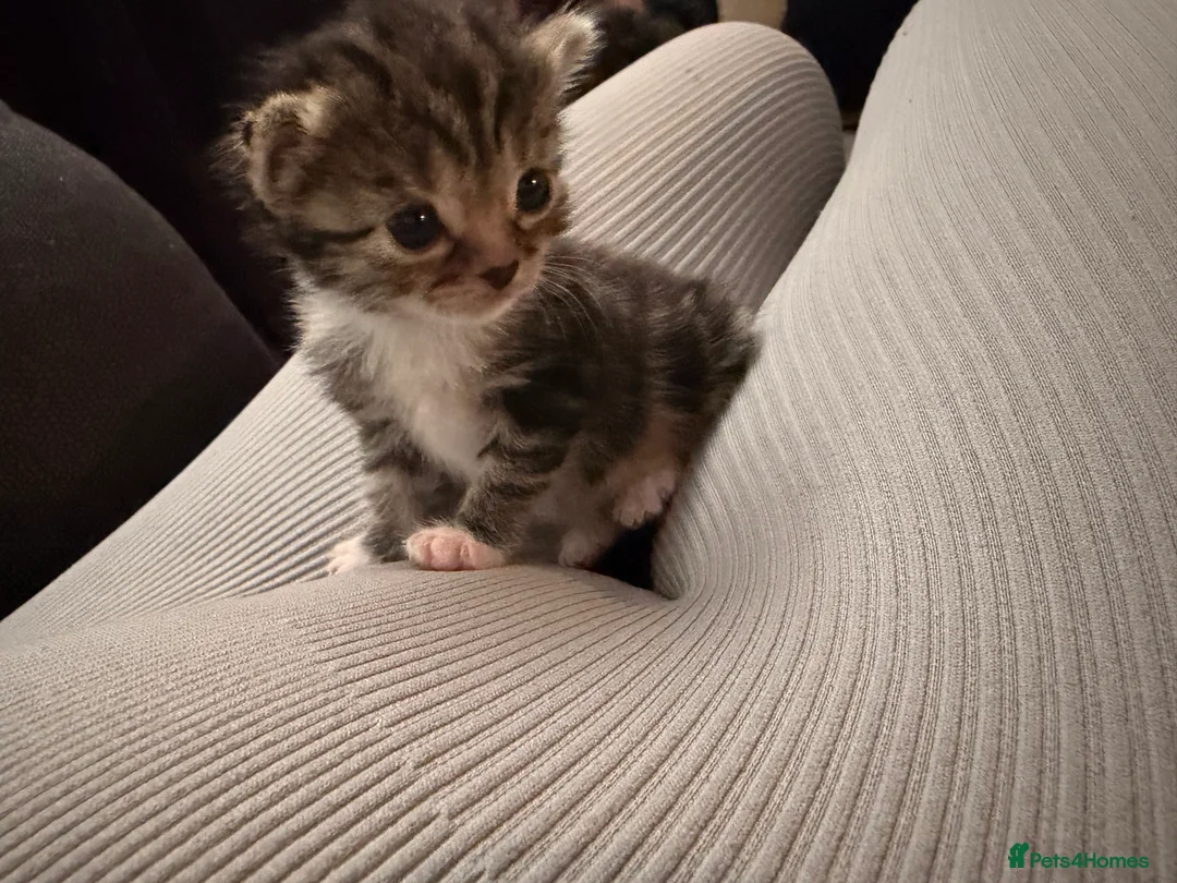 Mixed Breed cats for sale: Kittens looking for their forever homes  - Advert 2