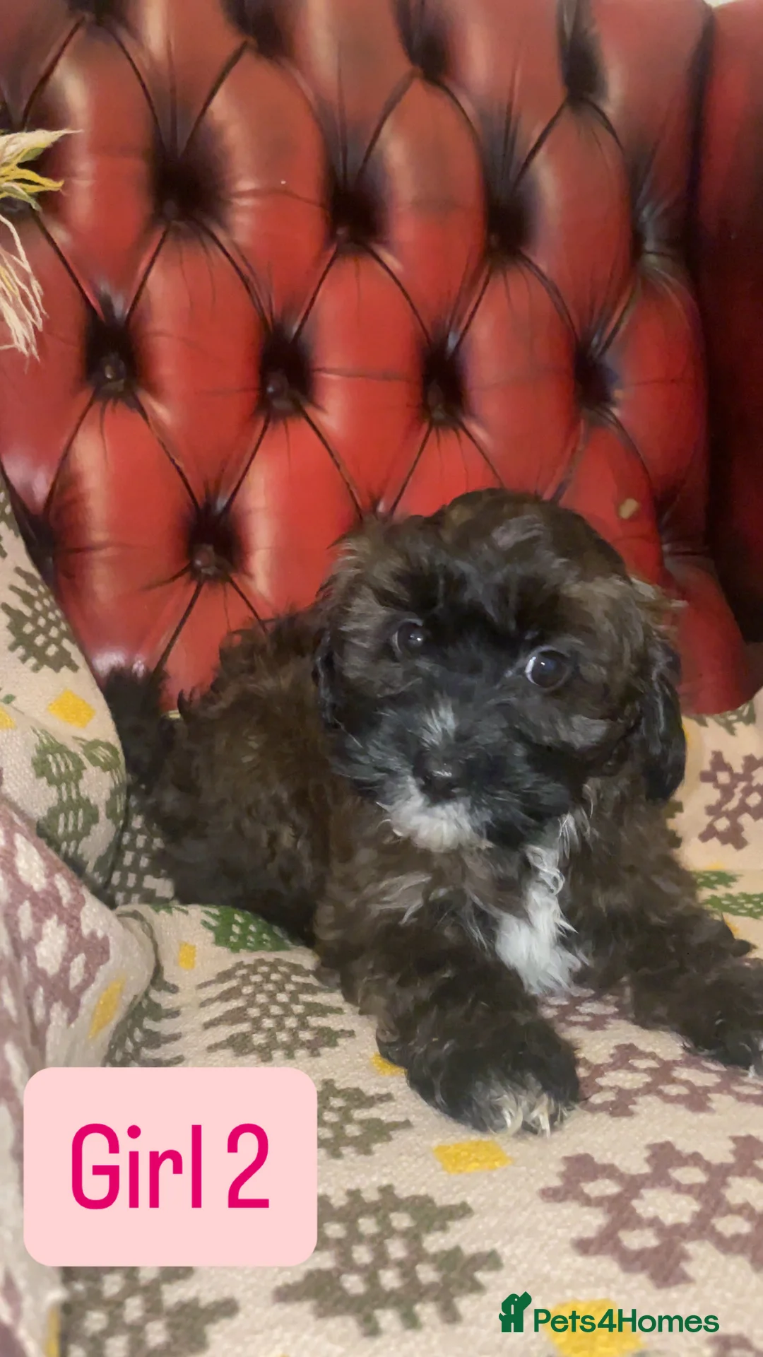 Shihpoo dogs for sale: 🐶 Beautiful Shihpoo Puppies for Sale - Advert 3