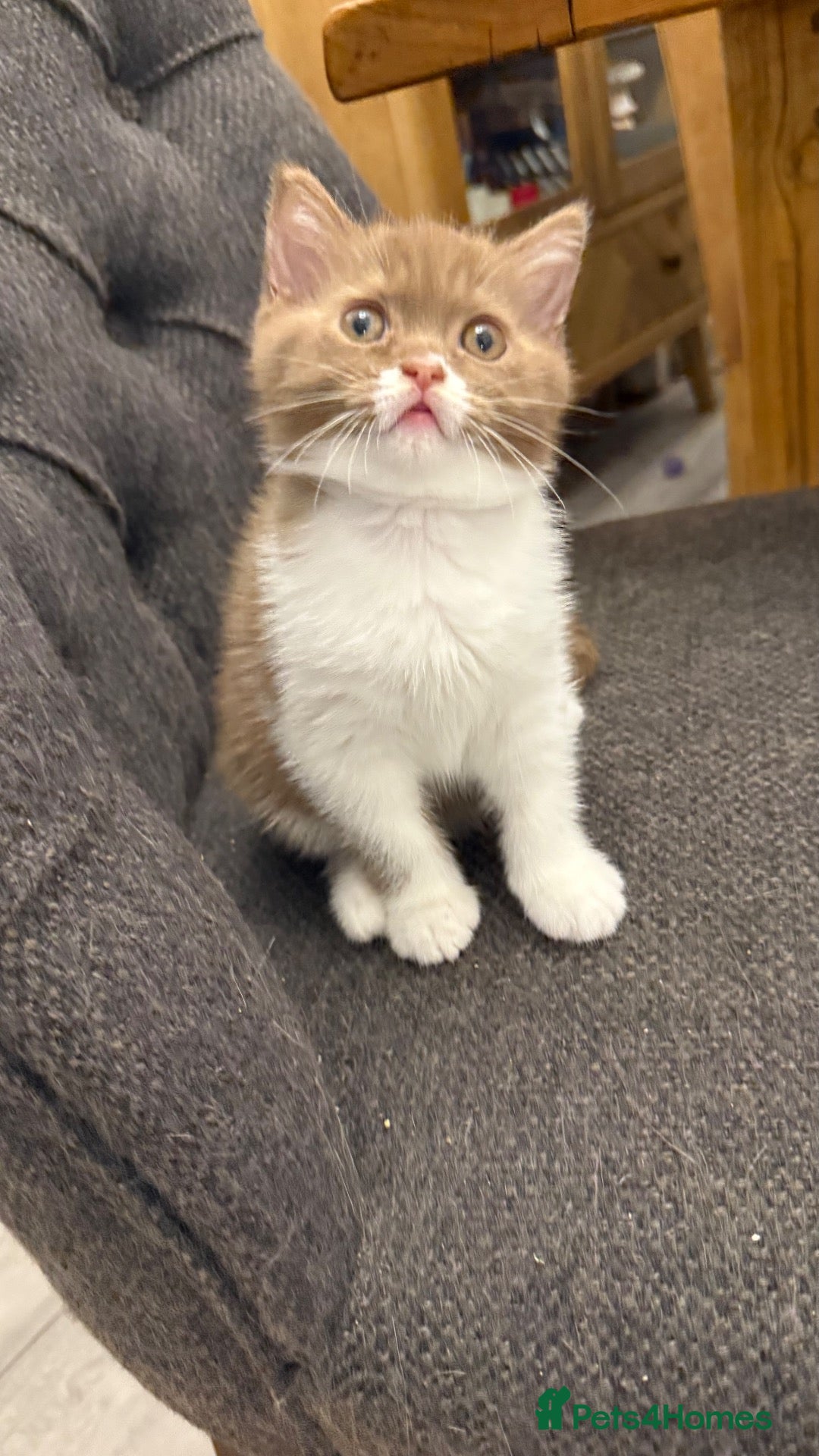 British Shorthair cats Cinnamon -white BSH  - Advert 2
