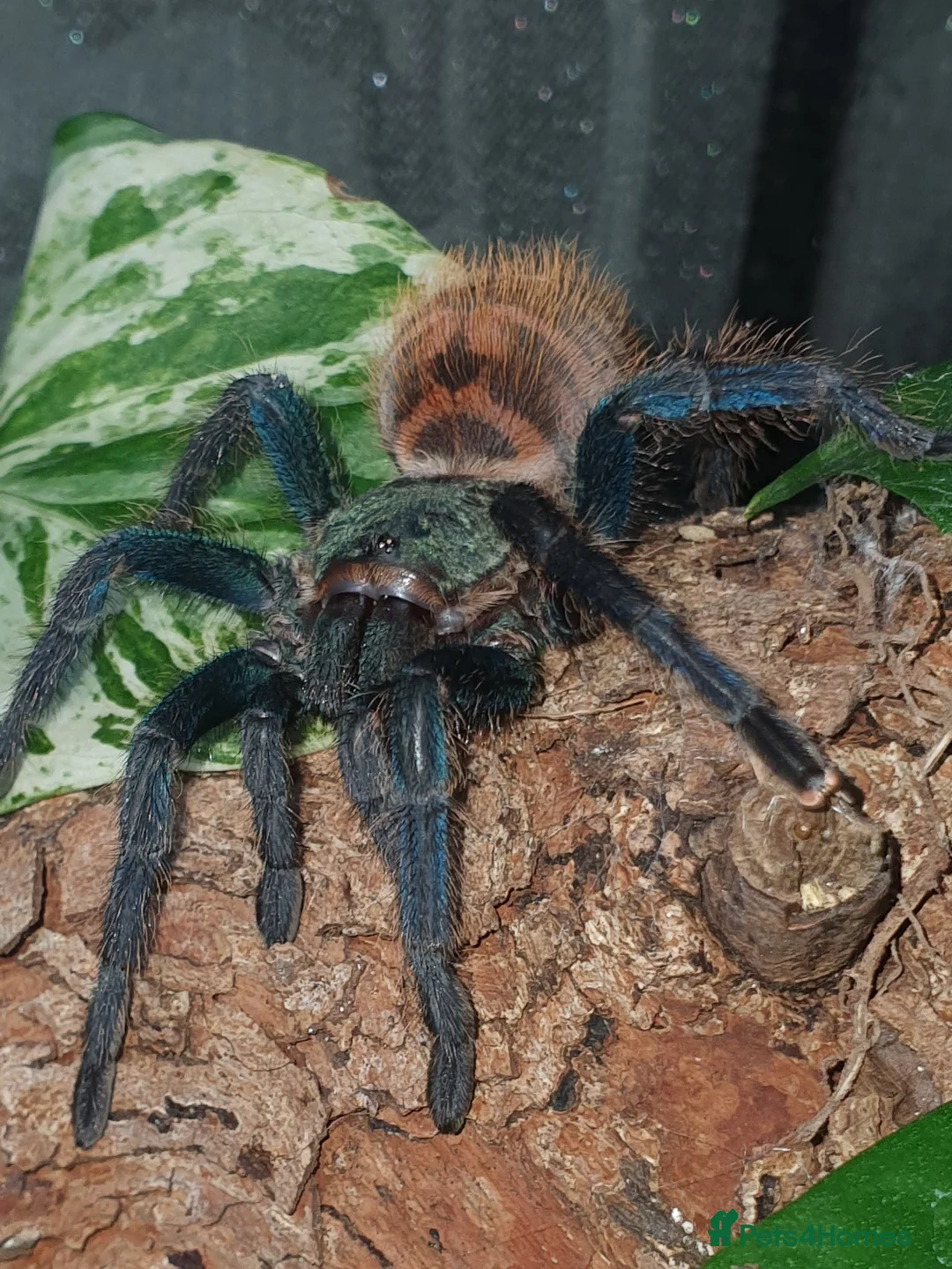 Tarantulas invertebrates for sale: Various Tarantulas for sale - Advert 4