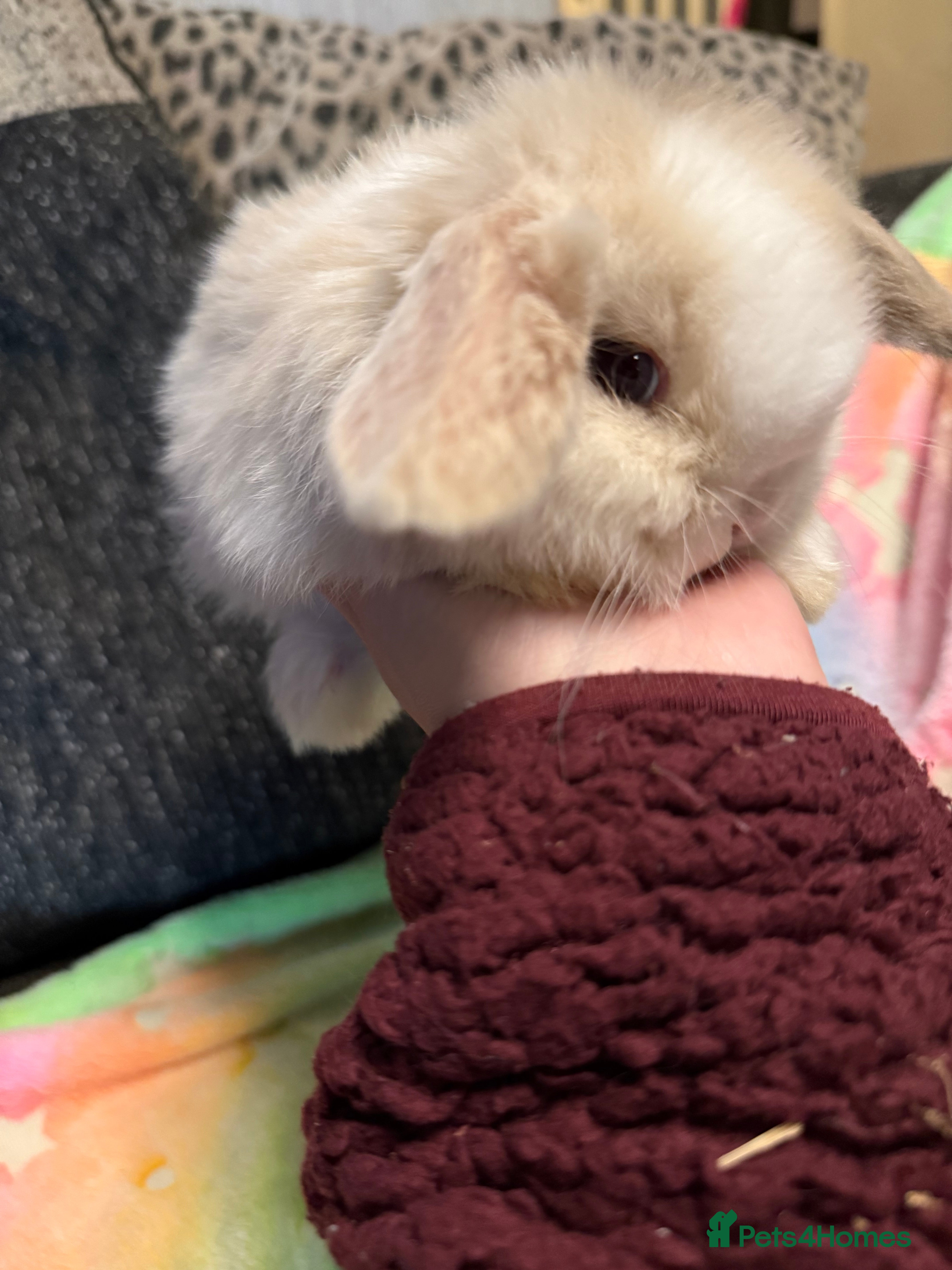 Mini Lop rabbits Mini lop rabbits  - Advert 1