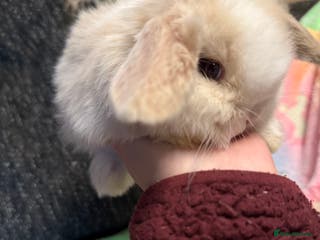Mini Lop rabbits Mini lop rabbits - Advert 4