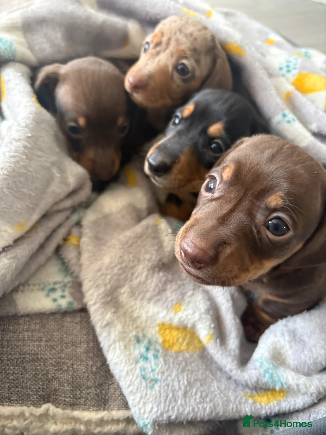 Miniature Dachshund dogs for sale: Miniature smooth haired dachshund - Advert 30