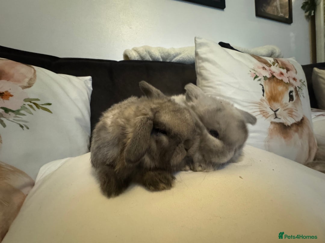 Mini Lop rabbits for sale: Pedigree Mini Lops - Advert 5