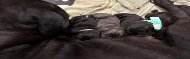 Cane Corso Puppy 6 SOLD