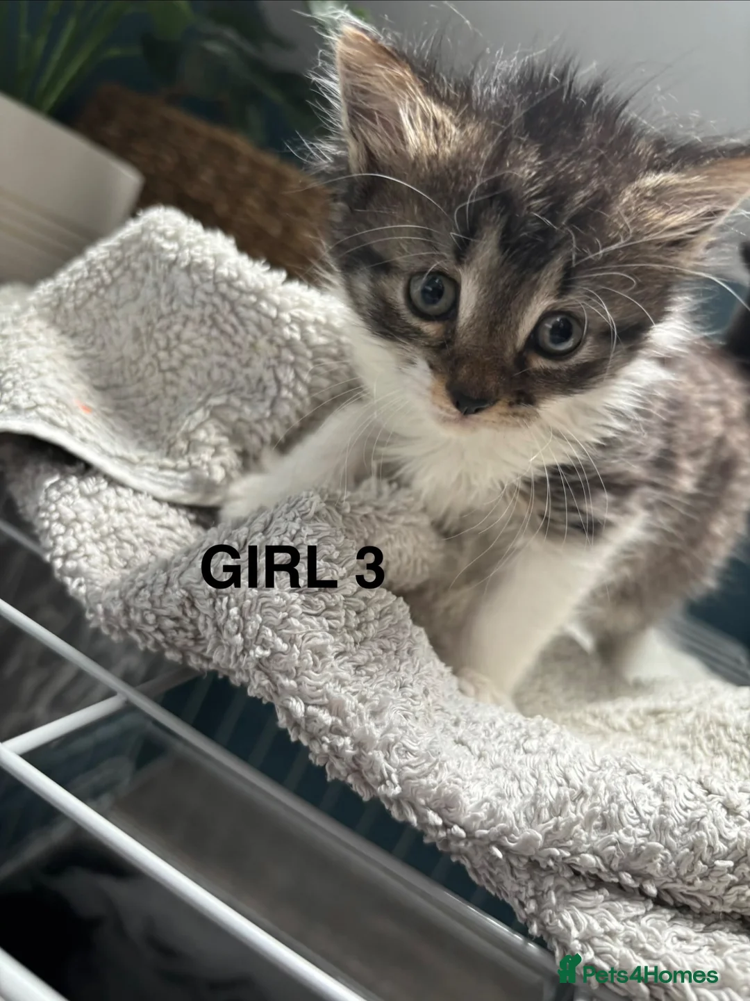 British Shorthair cats for sale: 7 beautiful kittens looking for a home  - Advert 8