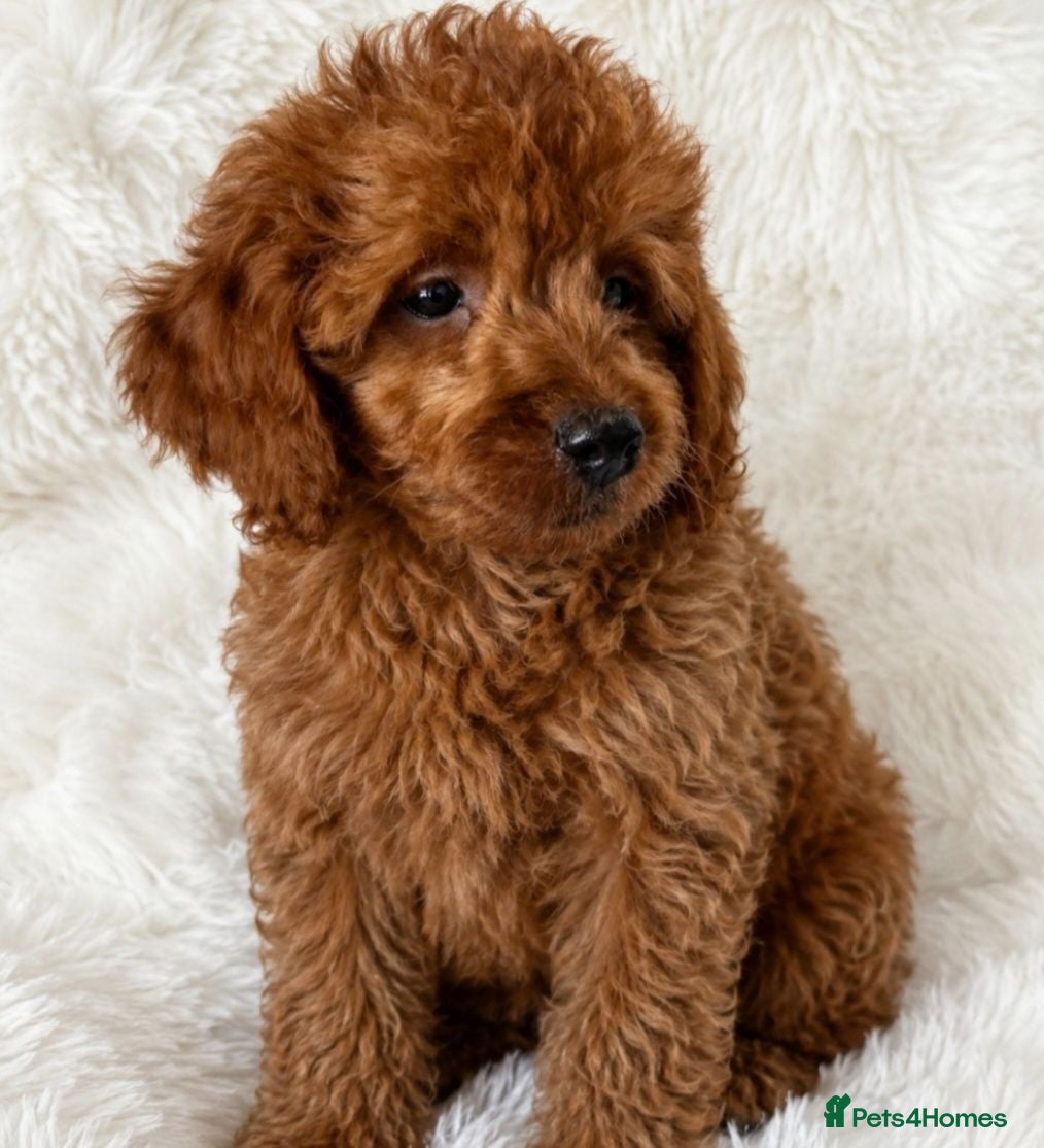 Cavapoo dogs 🔥FULLY VACCINATED EXTENSIVELY DNA HEALTH TESTED🔥 - Advert 2