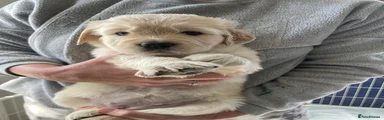 Mixed Breed 7
