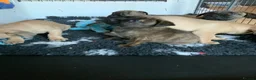 Presa Canario dogs for sale: Presser canario puppies - Advert 12