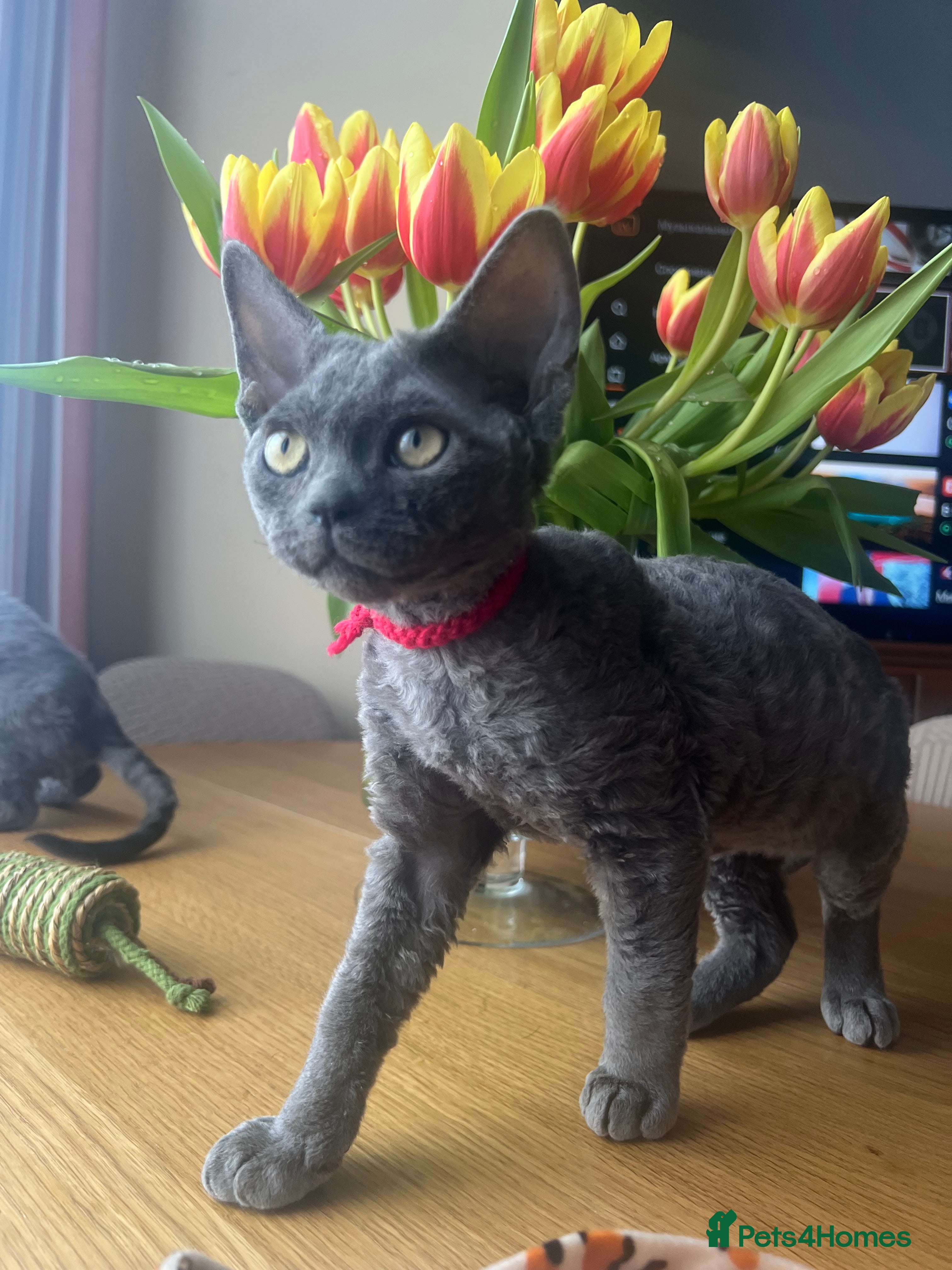 Devon Rex cats Devon Rex kittens  - Advert 2