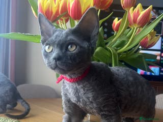 Devon Rex cats Devon Rex kittens - Advert 9
