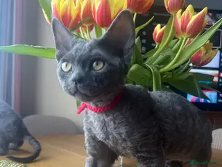Devon Rex cats Devon Rex kittens - Advert 2