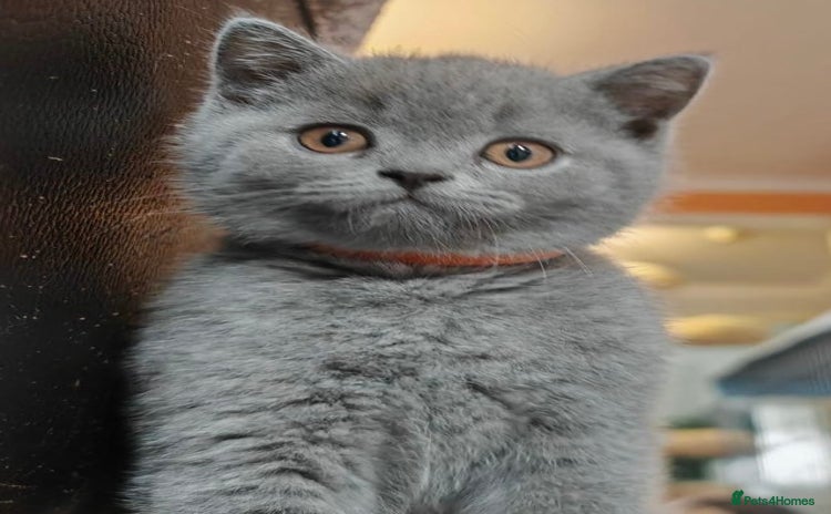 British Shorthair cats - Advert 16