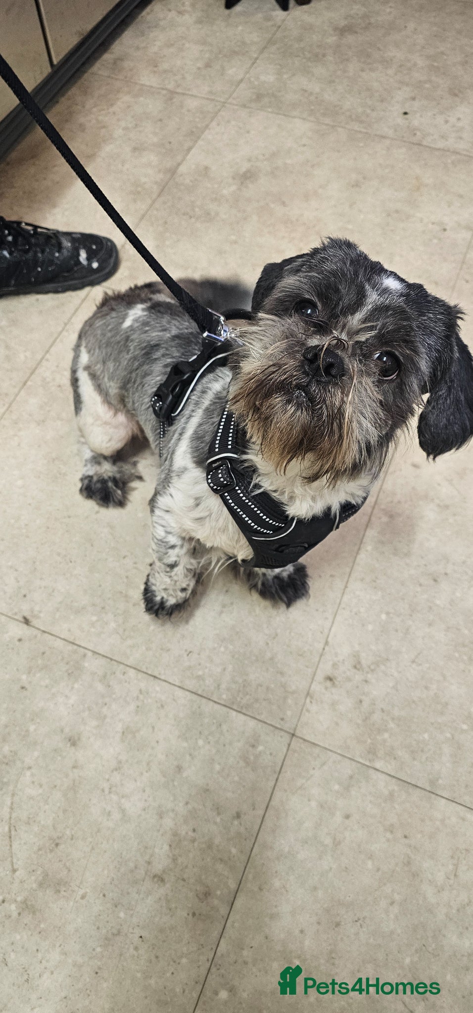 Shih Tzu dogs Male dog - Advert 2