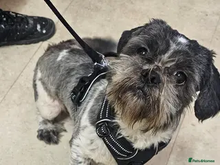 Shih Tzu dogs Male dog - Advert 6