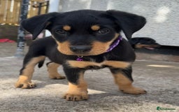 Rottweiler dogs for sale: Healthy Rottweiler puppies ready now  - Image 4