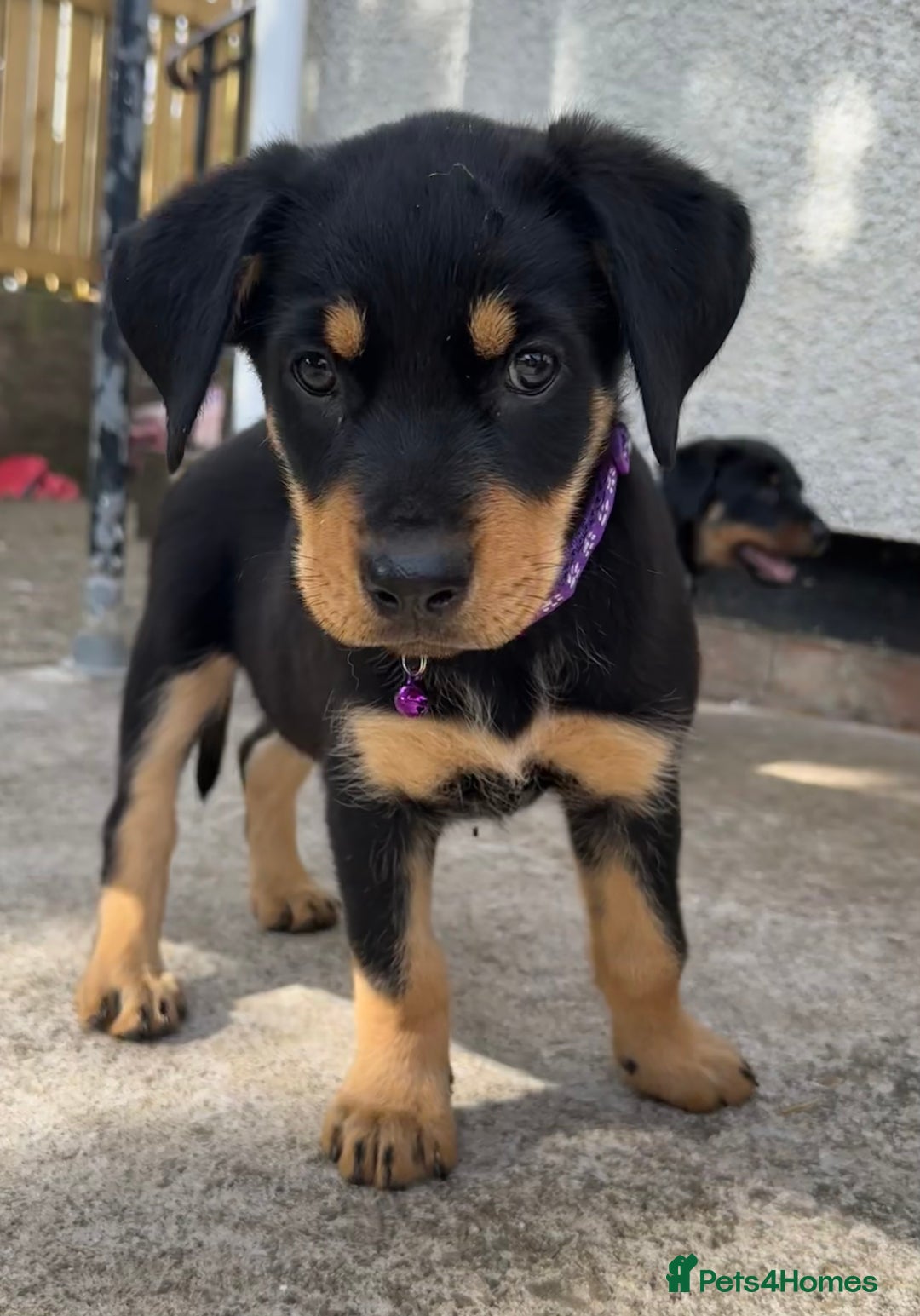 Rottweiler dogs for sale: Healthy Rottweiler puppies ready now  - Image 4