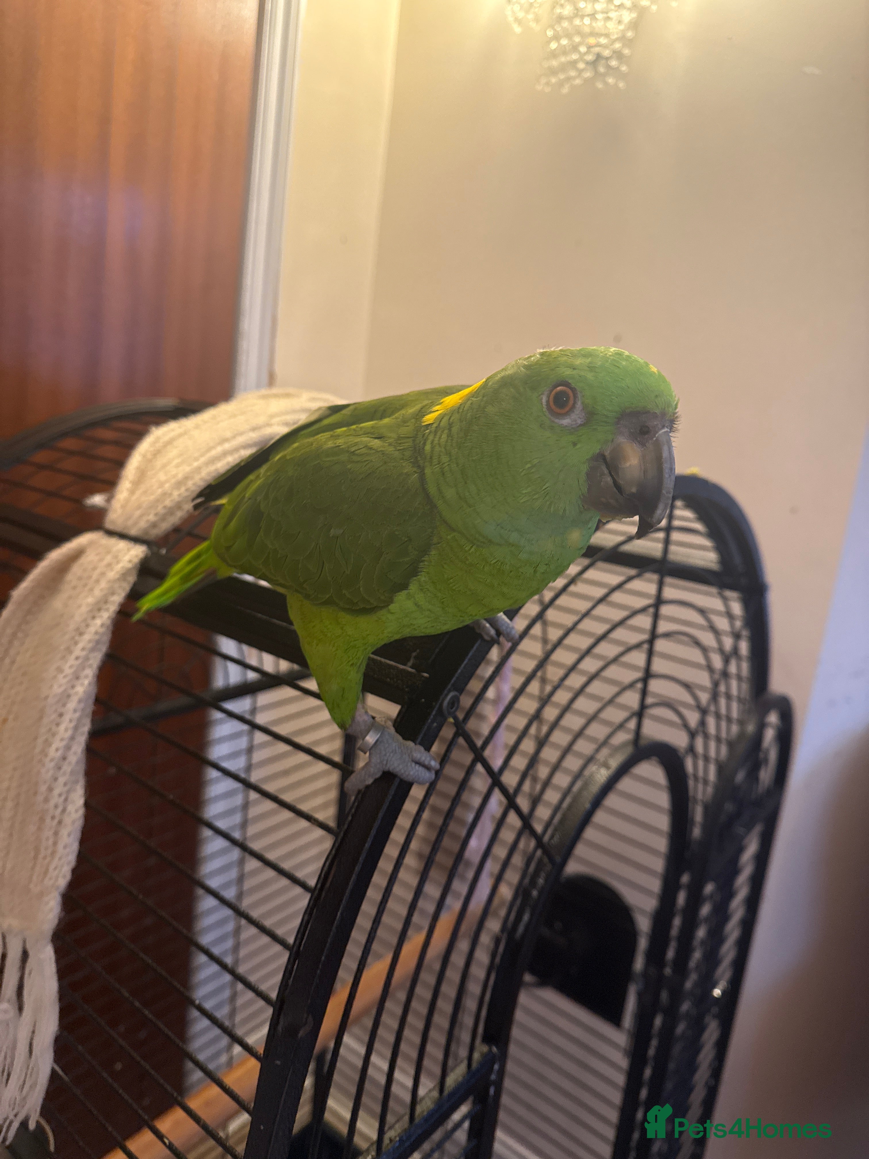 Parrots birds Female Yellow-naped Amazon Parrot With Papers - Advert 2