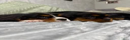 Cavalier King Charles Spaniel dogs for sale: KC Registered Health Tested CKCS Puppies - Advert 19