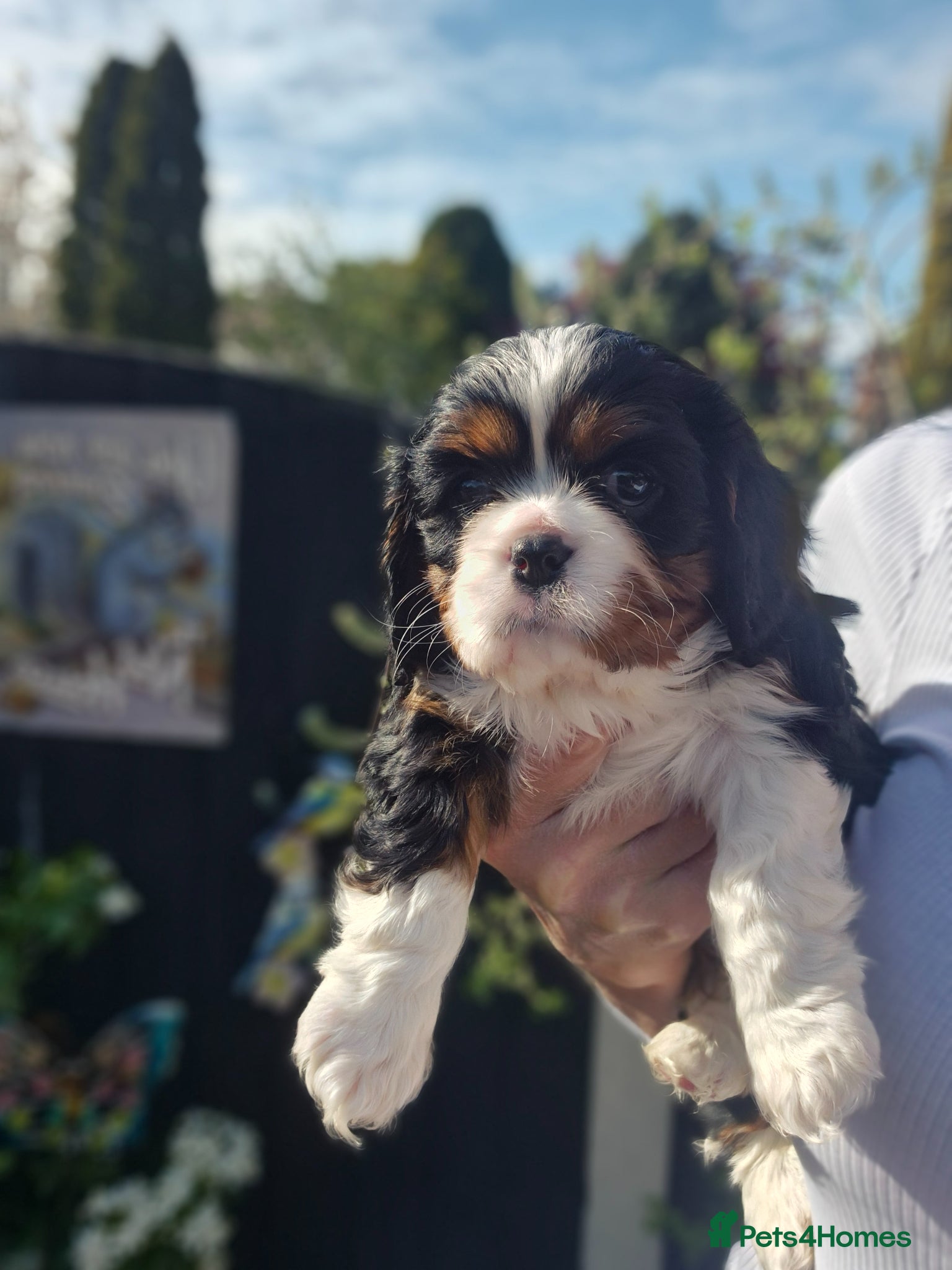 Cavalier King Charles Spaniel dogs Kc registered stunning puppies  - Advert 3
