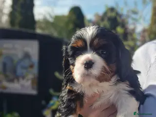 Cavalier King Charles Spaniel dogs Kc registered stunning puppies - Advert 3