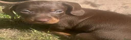 Dachshund dogs for sale: Beautiful, loving, Daschound babies - Advert 17