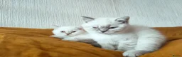 British Shorthair cats for sale: 2 rare Colour point British Shorthair kittens  - Advert 13