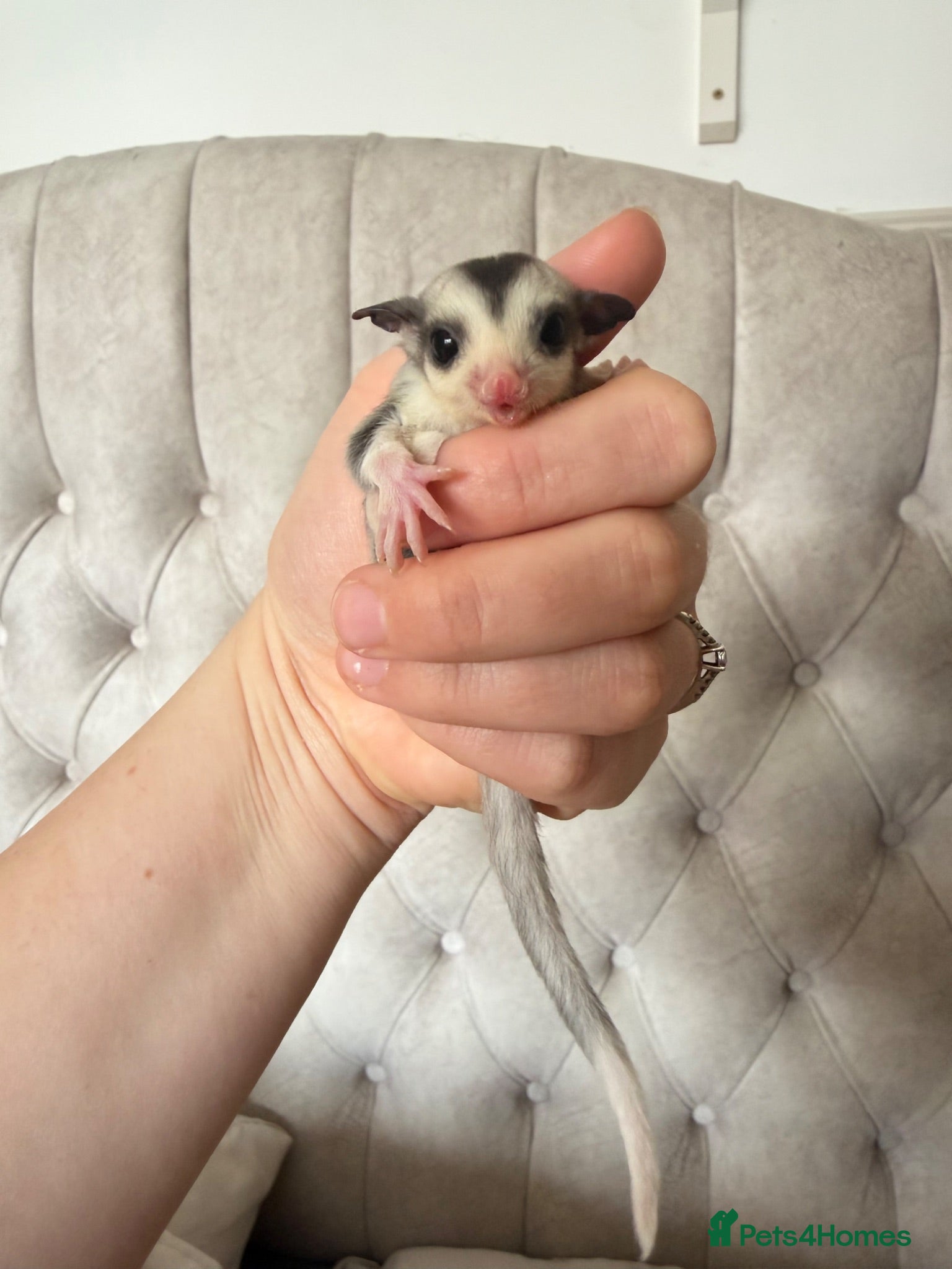 Sugar Glider rodents Female mosaic sugar glider  - Advert 22