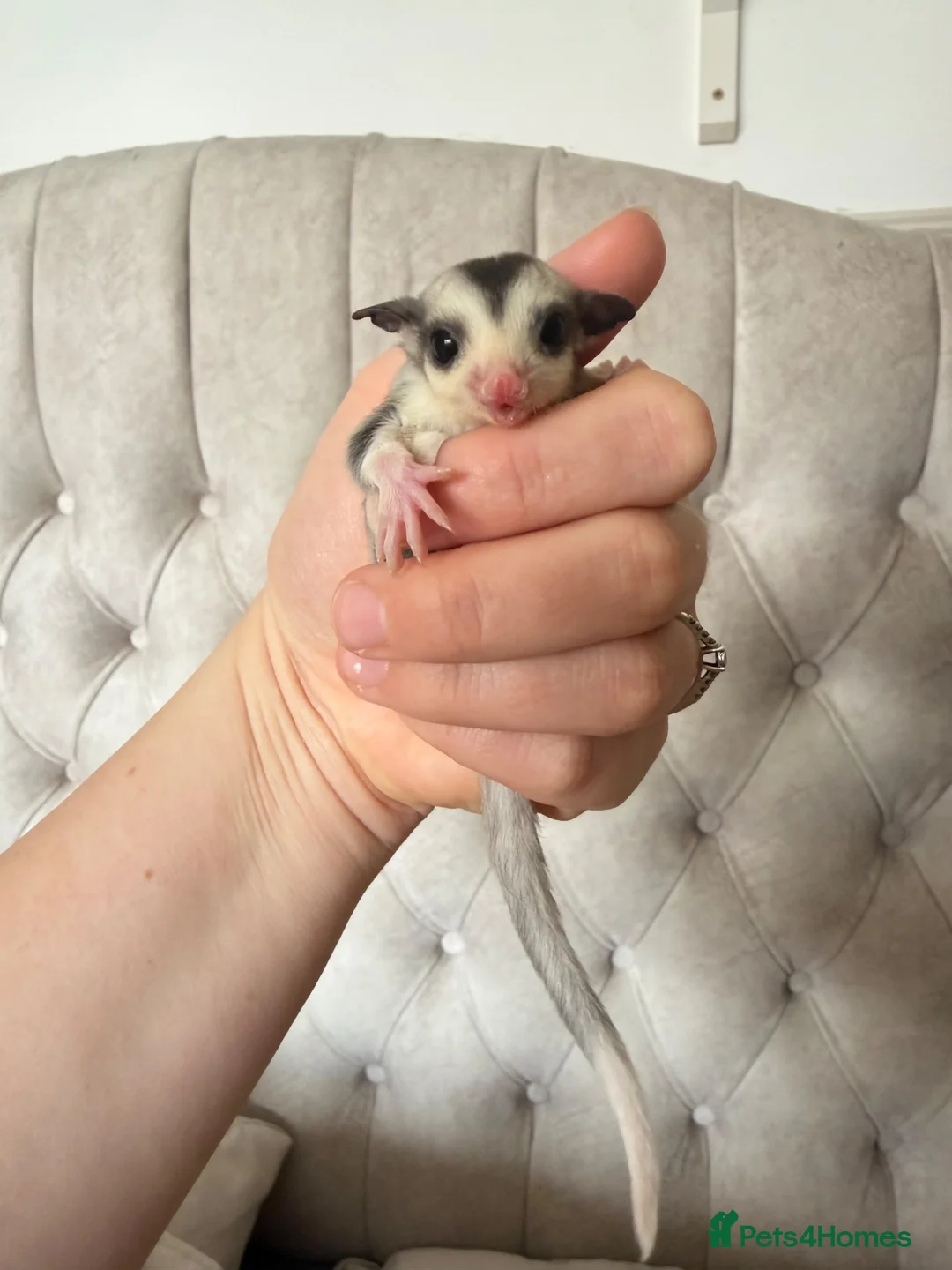 Sugar Glider rodents for sale: Female mosaic sugar glider  - Advert 1
