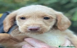 Labradoodle dogs for sale: Fully Vaccinated, Lab x Australian Labradoodles  - Image 2