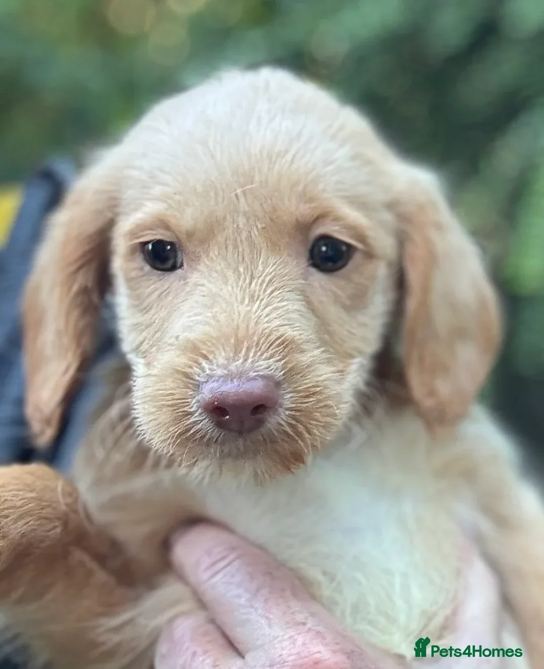 Labradoodle dogs for sale: Fully Vaccinated, Lab x Australian Labradoodles  - Image 2