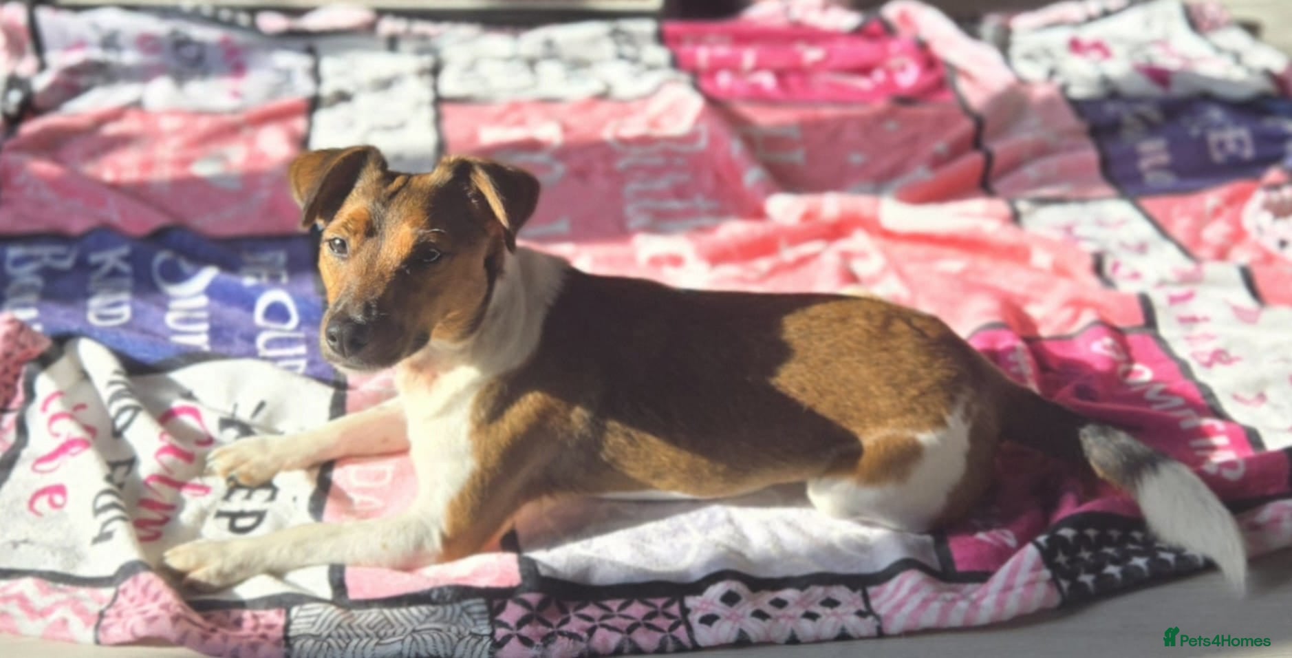 Jack Russell dogs Jack russel puppies for new homes  - Advert 2