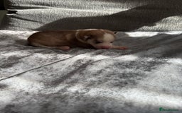 Siberian Husky dogs for sale: 2 stunning Siberian husky puppies for sale - Image 3