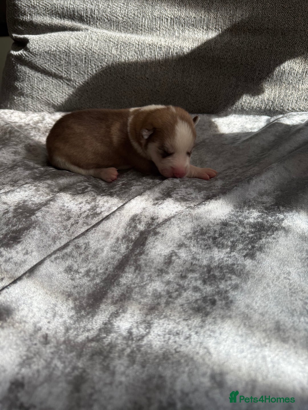 Siberian Husky dogs for sale: 2 stunning Siberian husky puppies for sale - Image 3