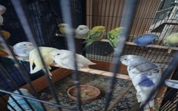 Budgerigars birds for sale: For sale  - Image 3