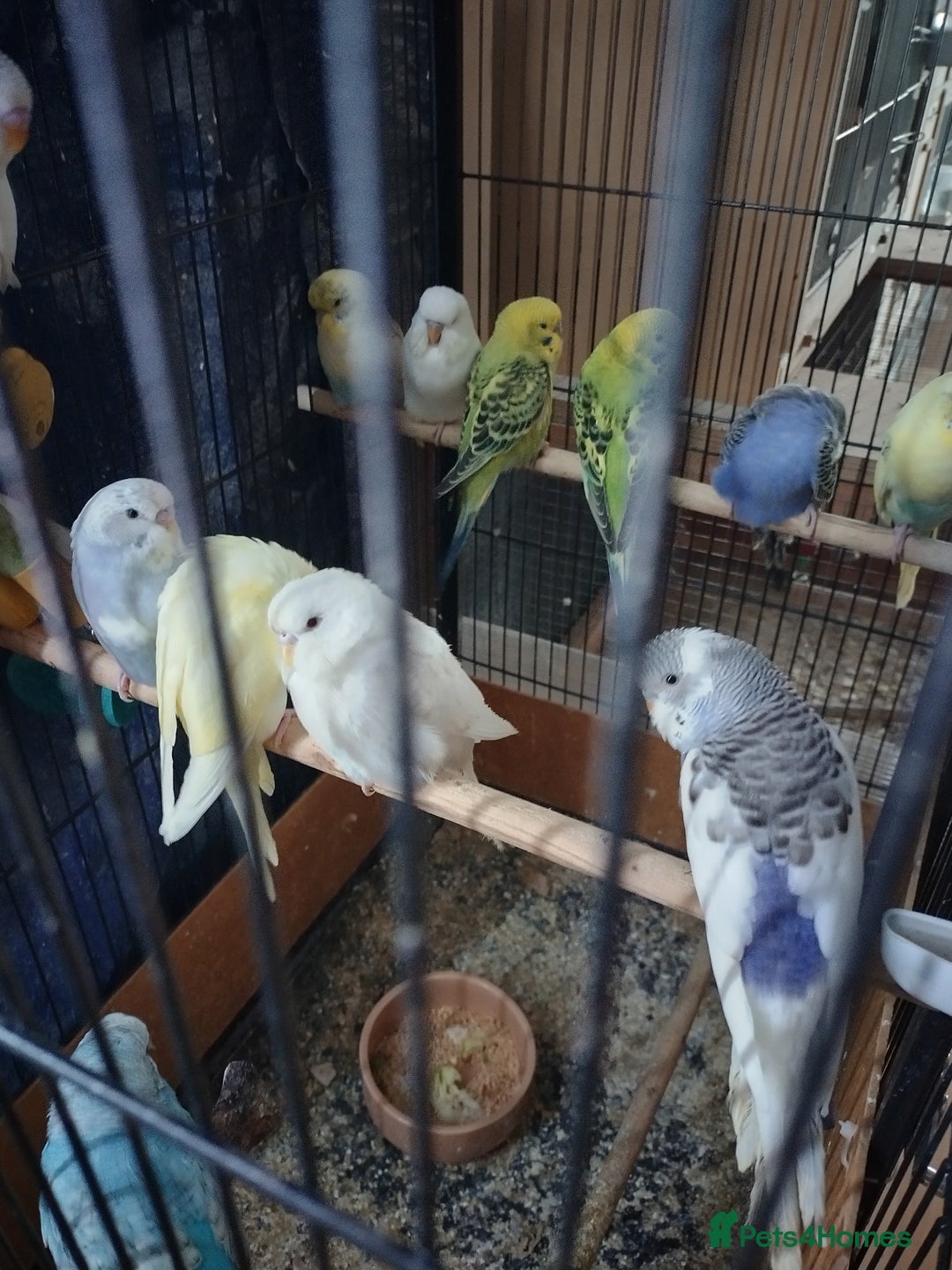 Budgerigars birds for sale: For sale  - Image 3