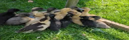 Ducks poultry for sale: * Cayuga (Pure) & Saxony x Cayuga ducklings * - Advert 1