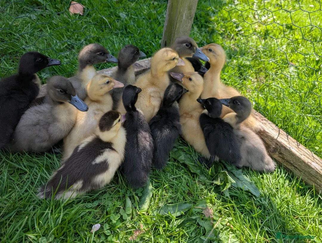 Ducks poultry for sale: * Cayuga (Pure) & Saxony x Cayuga ducklings * - Advert 1