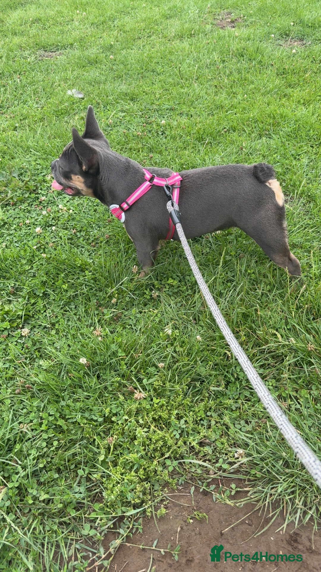 French Bulldog dogs for sale: Female French bulldog  - Image 1