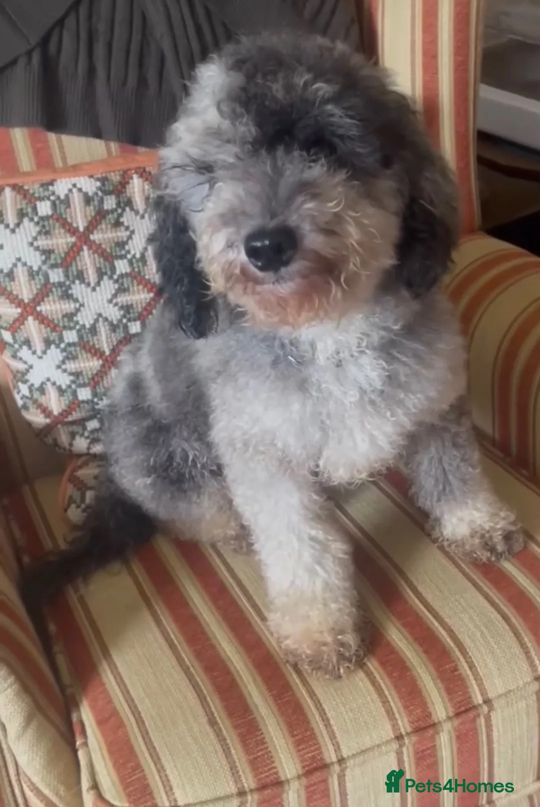 Toy Poodle dogs for stud: Toy Poodle standing at stud  - Advert 2
