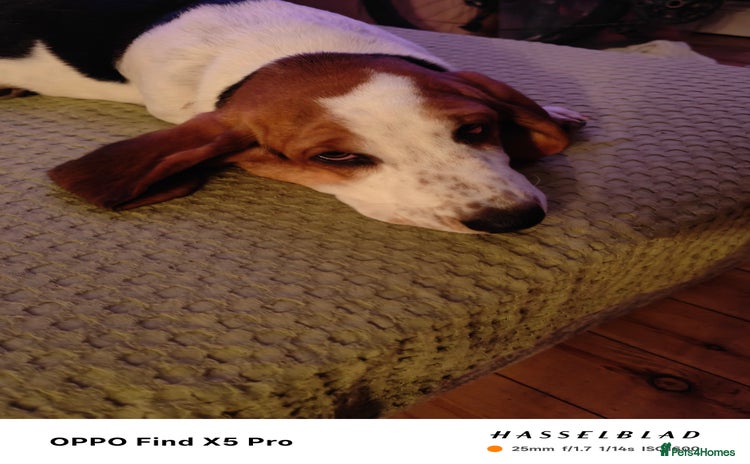 Basset Hound dogs - Advert 1