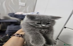 British Shorthair cats for sale: ONLY 2 MALE AVAILABLE.British shorthair  - Image 8