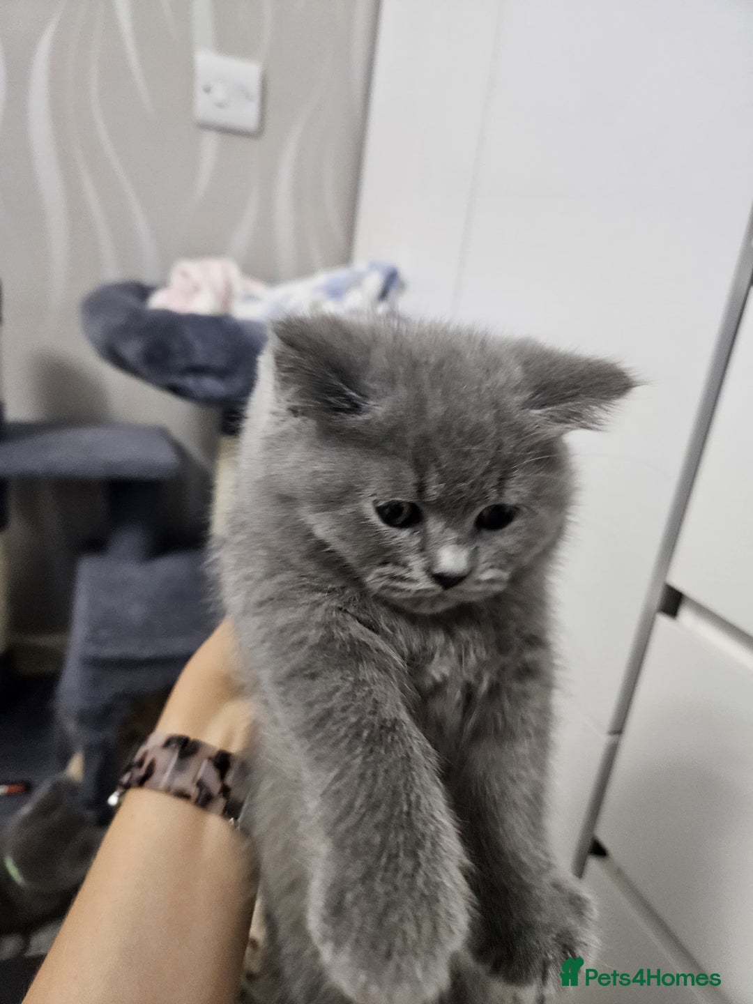 British Shorthair cats for sale: ONLY 2 MALE AVAILABLE.British shorthair  - Image 8