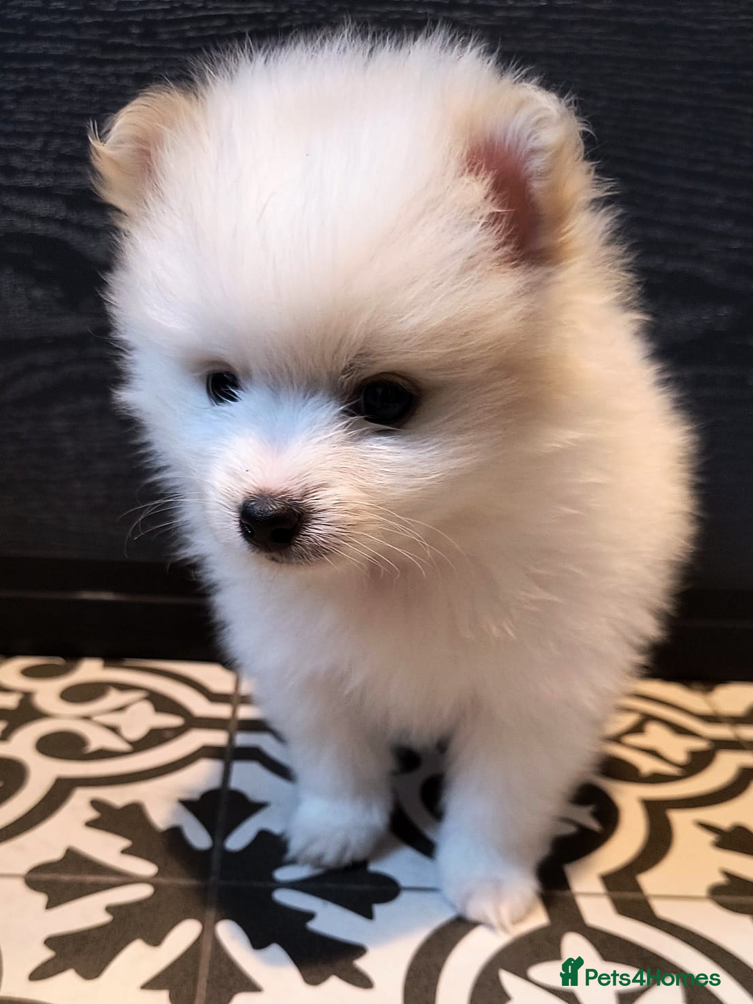 Pomeranian dogs Beautiful Pomeranian Puppies – Harrow - Advert 2