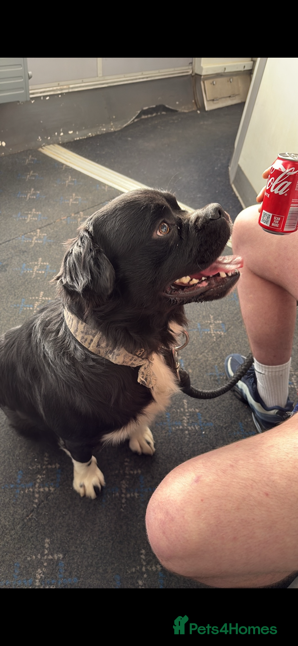 Mixed Breed dogs Frenchie x collie  in Glasgow - Advert 1