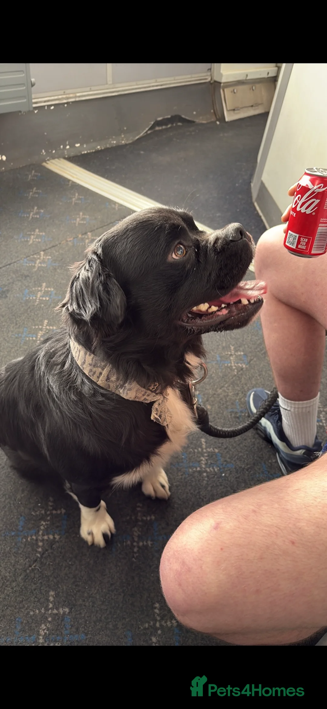 Mixed Breed dogs for sale: Frenchie x collie  in Glasgow - Advert 1