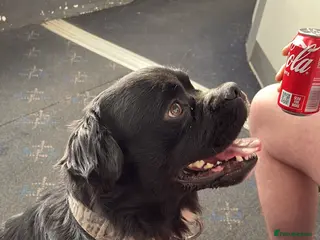 Mixed Breed dogs Frenchie x collie in Glasgow - Advert 1